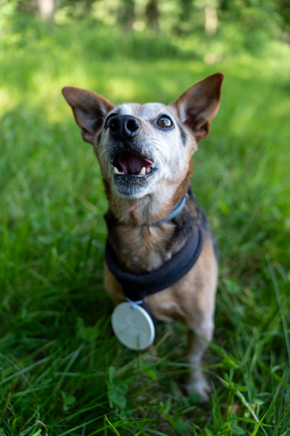 jack russel
