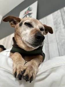 Chien brun et noir