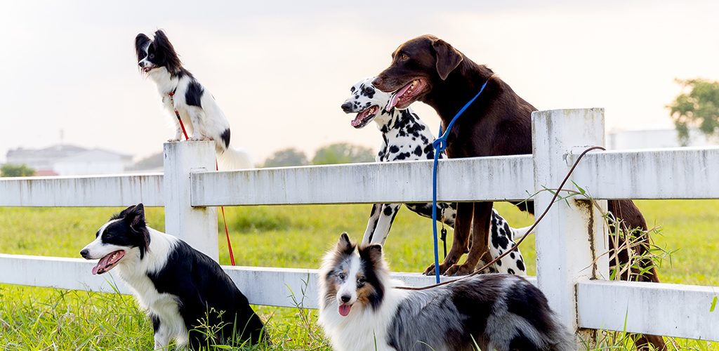 Group of different type dogs stand  near garden fence as line formation and look forward with sun light and grass field.